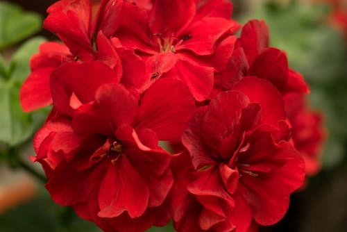 closeup of a red geranium