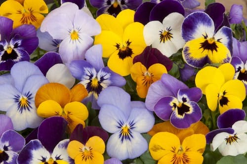 multicoloured pansies