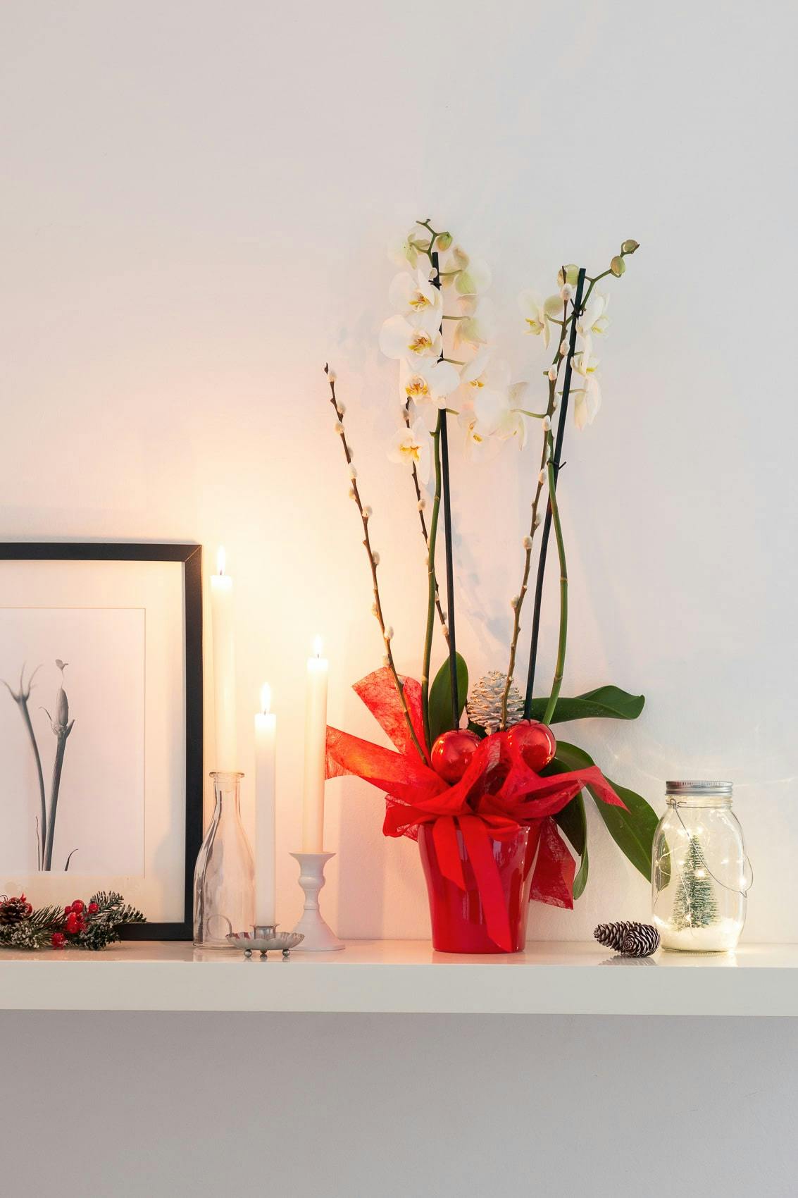 orquídea blanca con decoraciones llamada Cometa