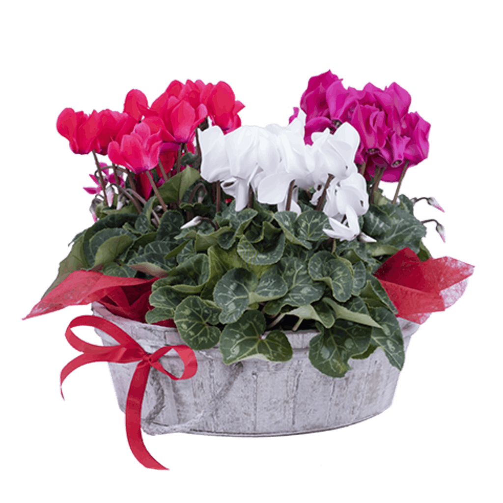 Planta de ciclamen roja, blanca y rosa en una cesta