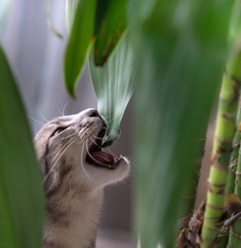 Cat eating plant