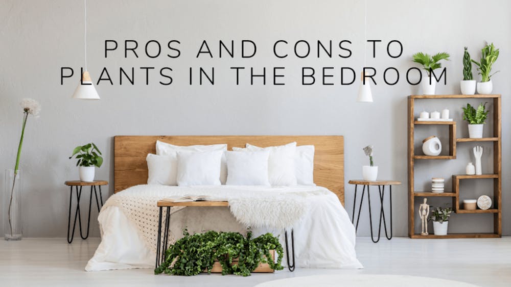 Pros and Cons to Plants In The Bedroom