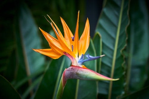 Bird of paradise flower