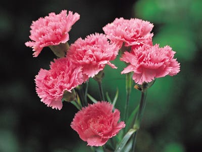 Pink carnations