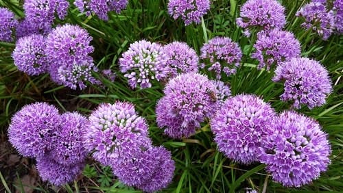 Allium flower