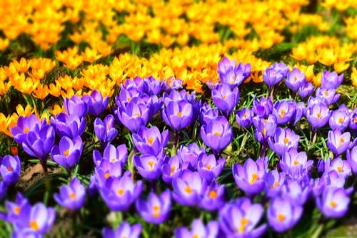 Crocus yellow and purple