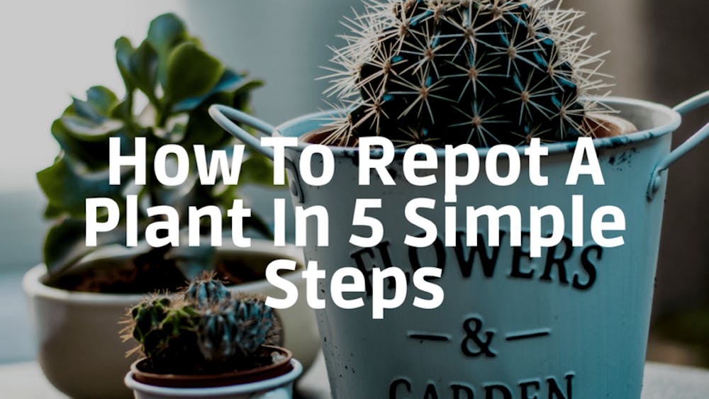 How To Repot A Plant In 5 Simple Steps