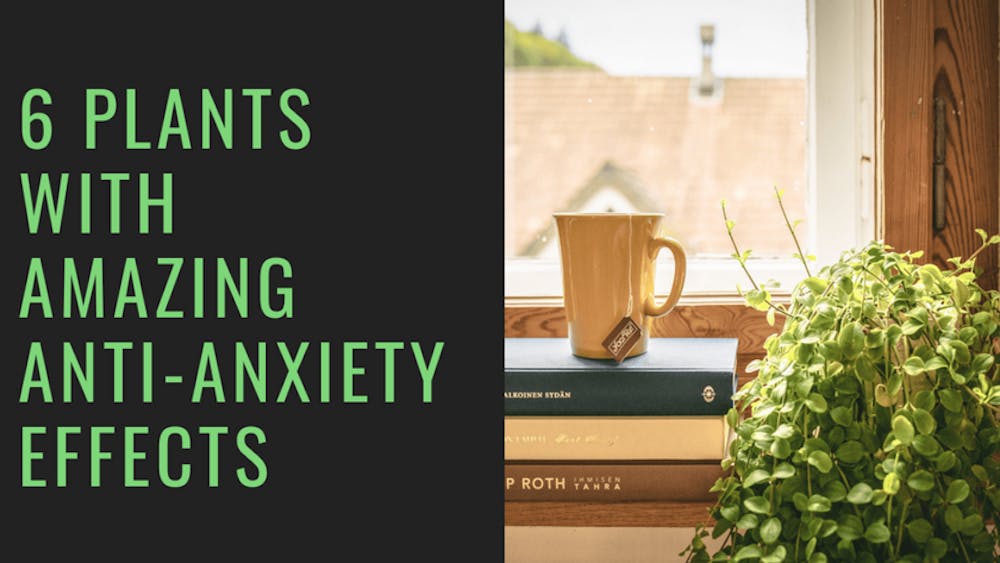 6 Plants With Amazing Anti-Anxiety Effects