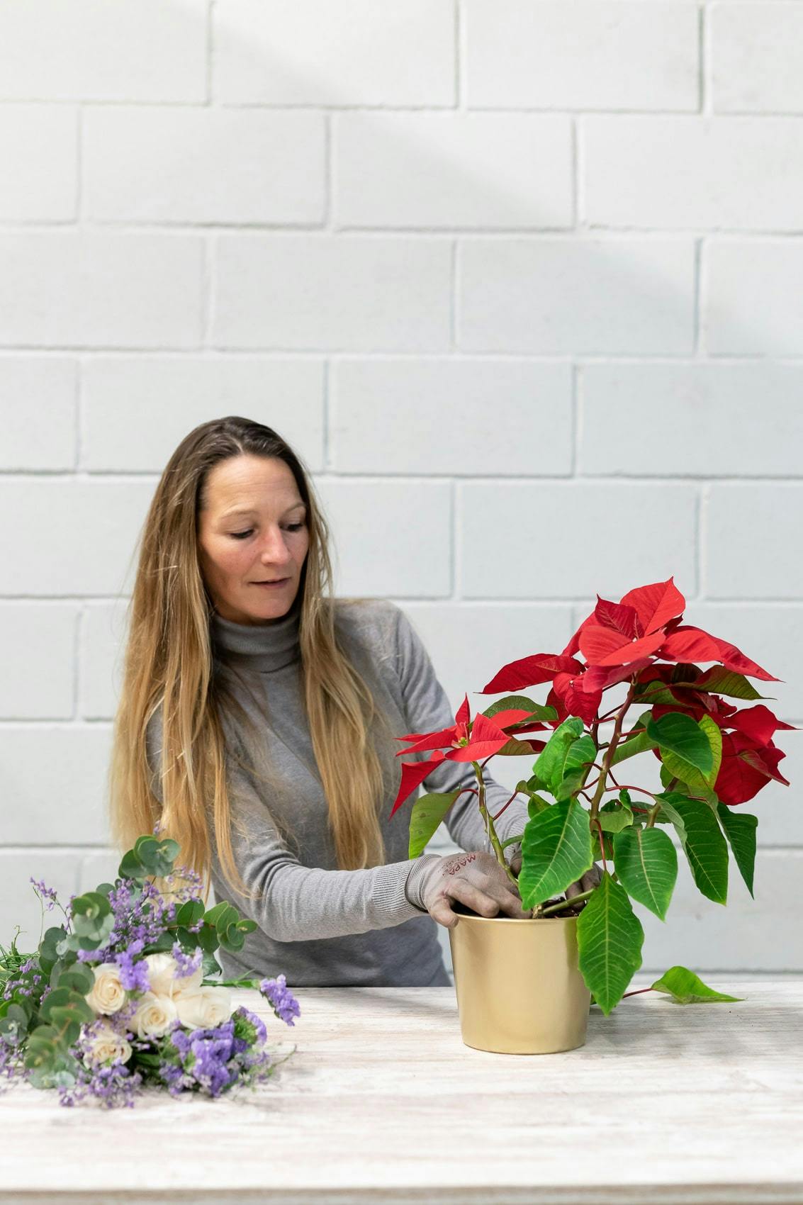 water for poinsettia