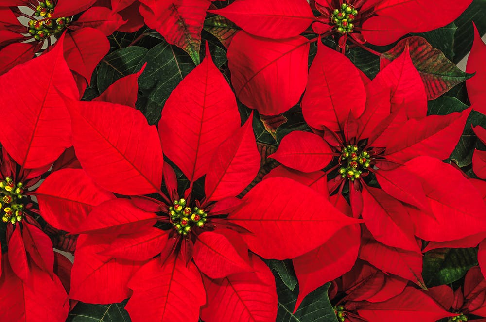 Poinsettia