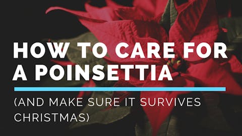 Poinsettia Care – How to Care For A Poinsettia