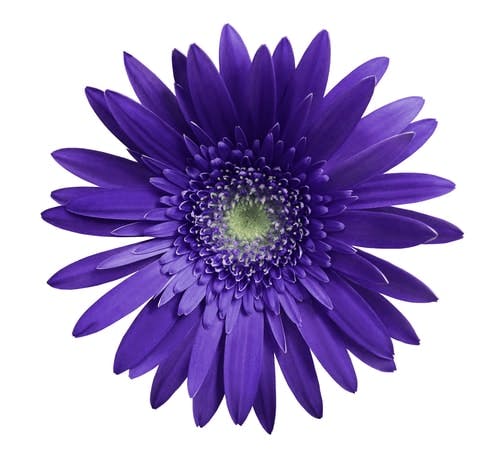 Purple gerbera