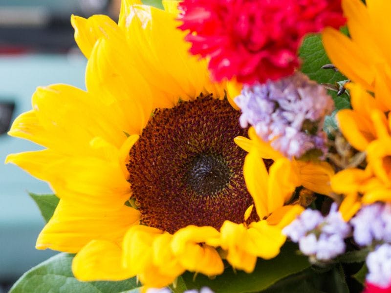 Sunflowers up close with red carnations 