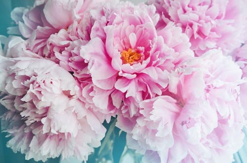 Pink peonies