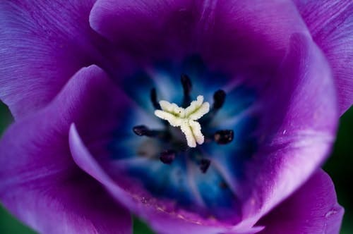 purple tulip close up