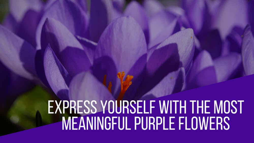 Express Yourself With The Most Meaningful Purple Flowers