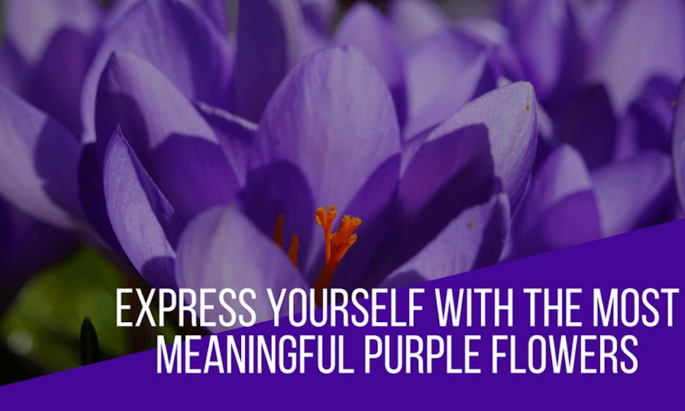 Expresse-se com o Banner das Flores Roxas Mais Significativas