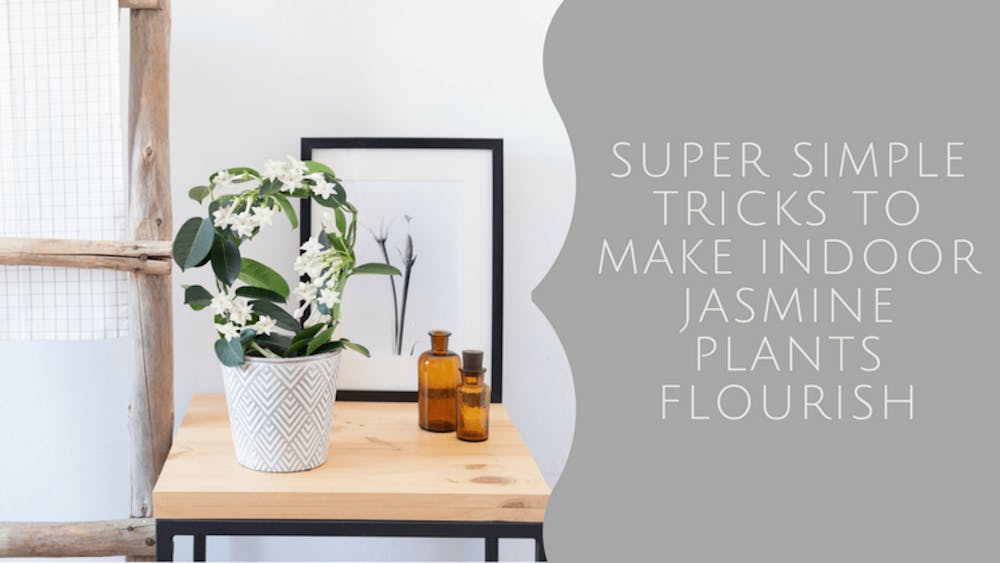 Jasmine Plant – Super Simple Tricks To Make Indoor Jasmine Plants Flourish