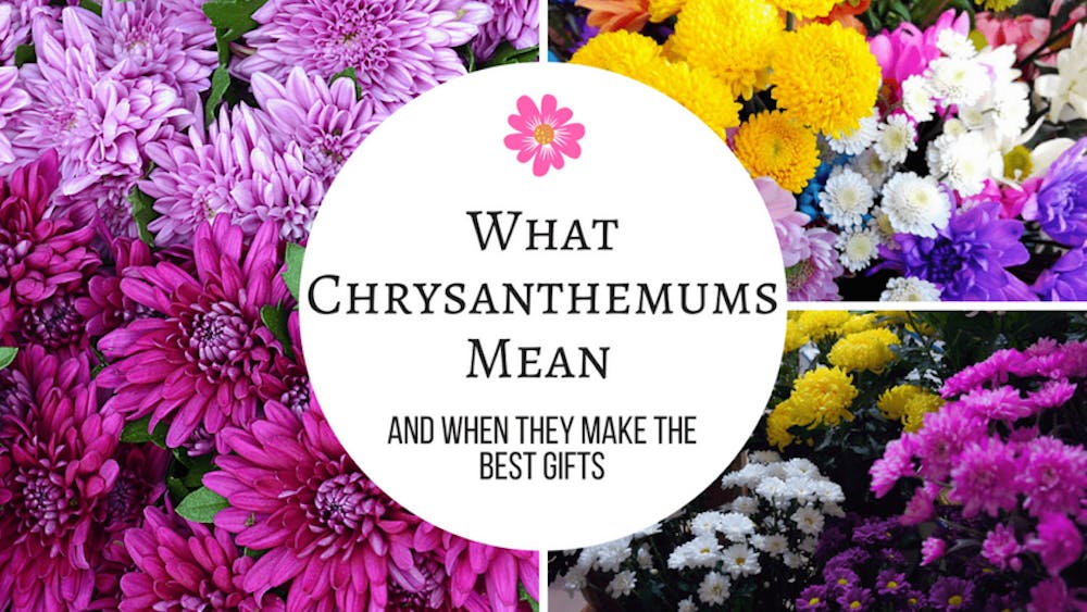 What Chrysanthemums Mean And When They Make The Best Gifts