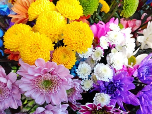 White yellow and pink chrysanthemums