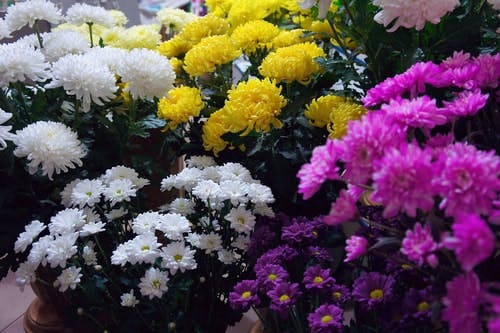 Pink yellow and white chrysanthemums