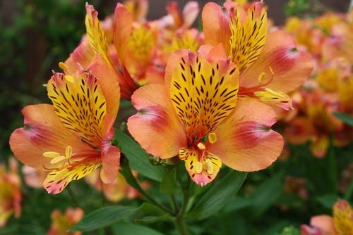 Orange Alstroemeria