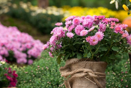 Basket of Chrysanthemums outside