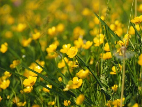 yellow buttercups