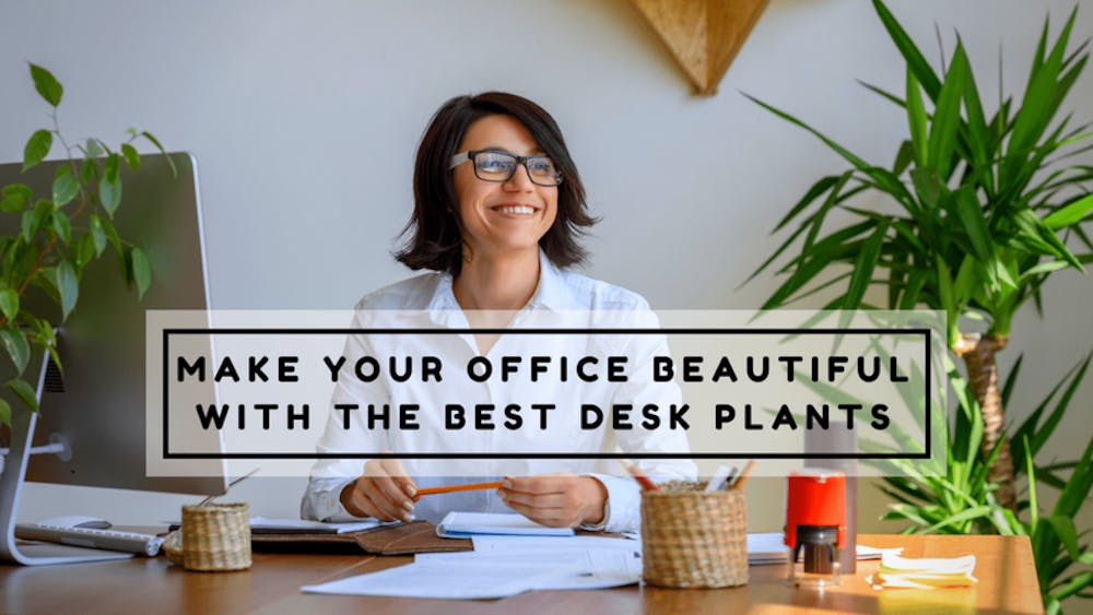 Make Your Office Beautiful With The Best Desk Plants