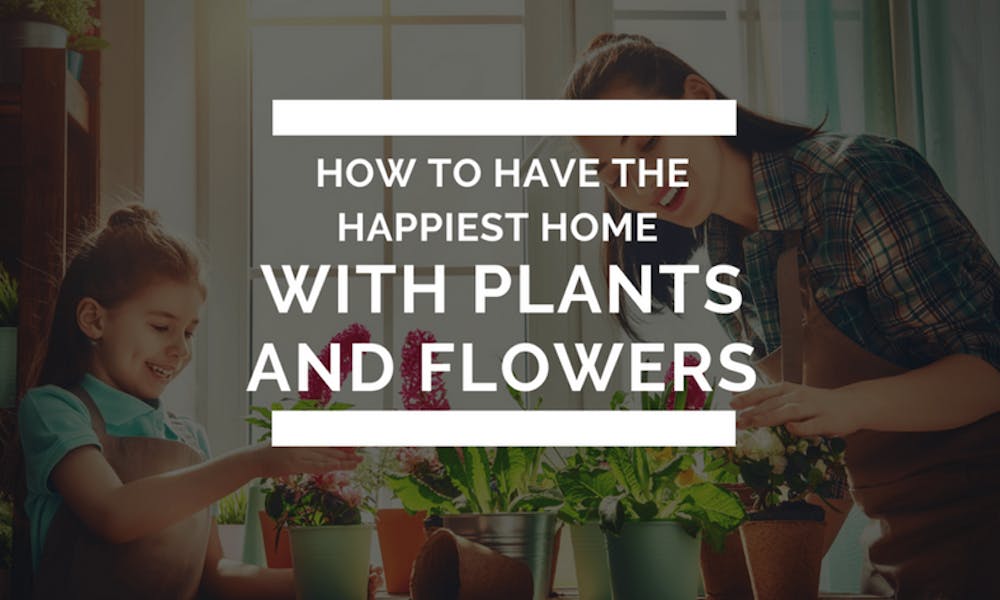 So schaffen Sie mit Pflanzen und Blumen ein glückliches Zuhause