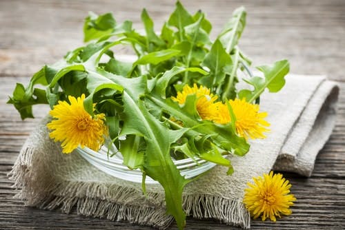 edible dandelions