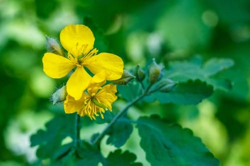 celandine flower against green leaves