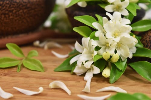 flores de jasmim brancas