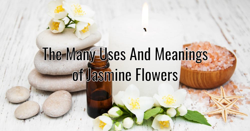 The Many Uses And Meanings of Jasmine Flowers