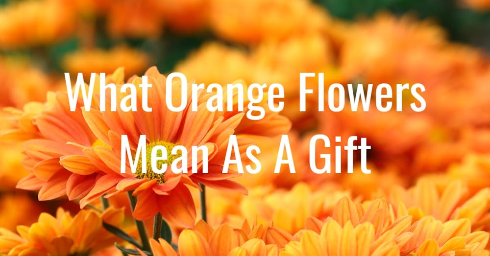 Orange Flowers Meaning & Symbolism