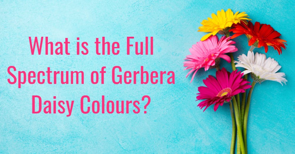 What is the Full Spectrum of Gerbera Daisy Colours?