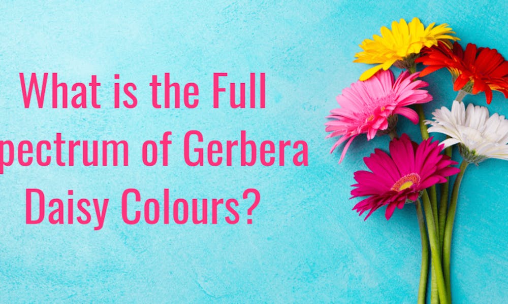 Qual é o espectro completo de cores das margaridas gerberas? Banner
