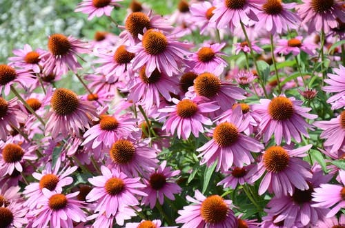 Purple coneflower