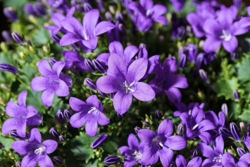 Purple bell flowers