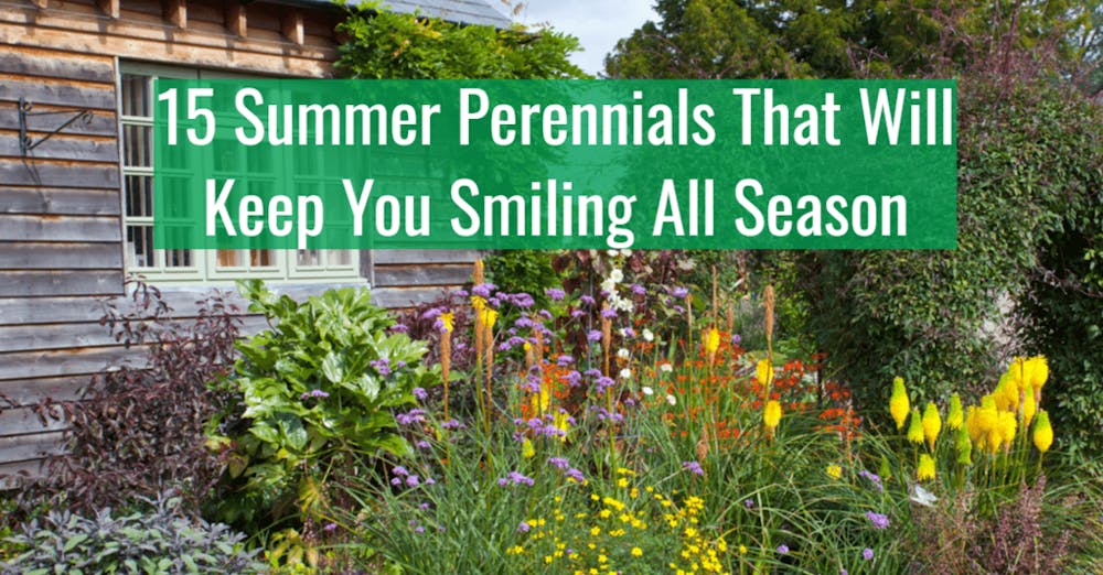 15 Summer Perennials That Will Keep You Smiling All Season