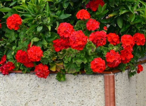 Red geraniums