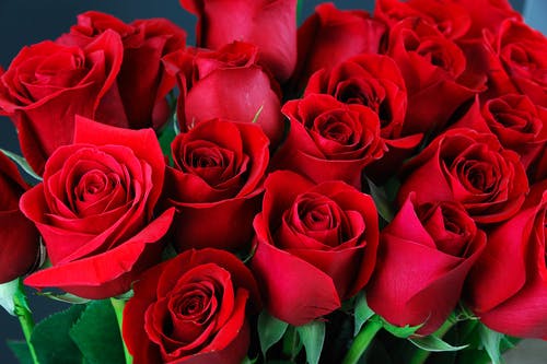 red roses