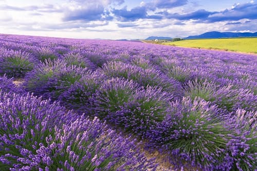 Lavender Fields