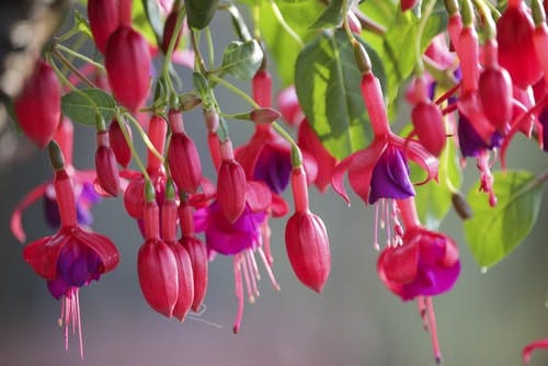 Fuschias in the garden