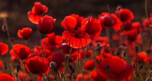 field of poppies in the sun