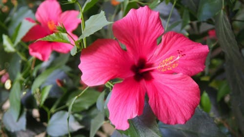 Hibiscus flower on bush