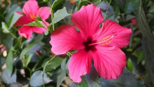 flor de hibisco em arbusto
