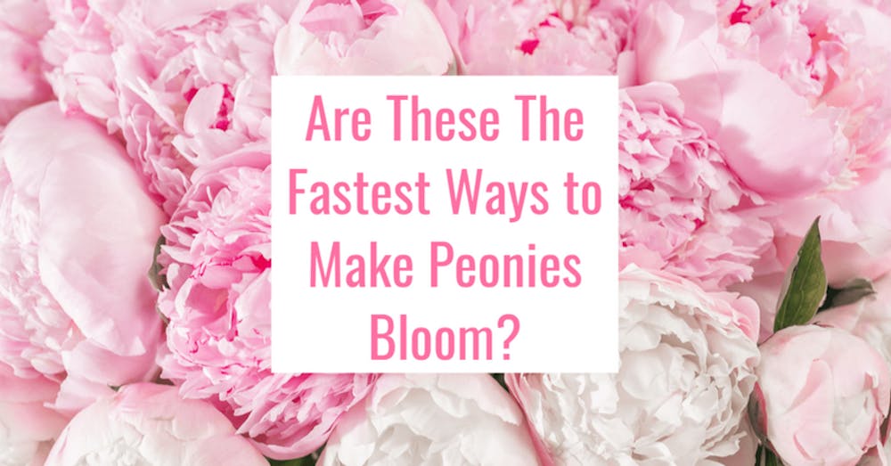 Are These The Fastest Ways to Make Peonies Bloom?