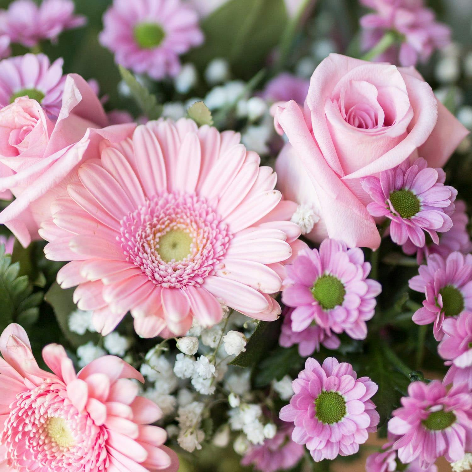 Gerberas pink e crisântemos em close
