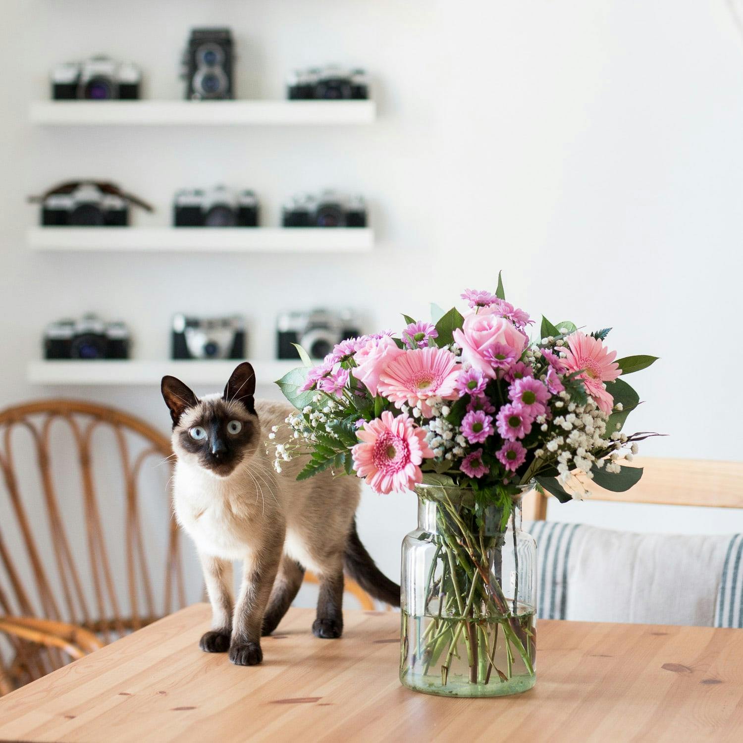 rosas pink e gerberas com gato